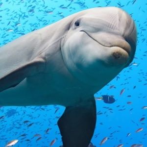 Meet your Posher, Ann